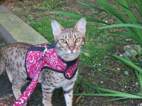 Kitty Holster Cat Harness (Made in USA) - Image 13