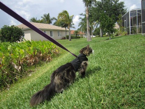 Kitty Holster Cat Harness (Made in USA) - Image 14