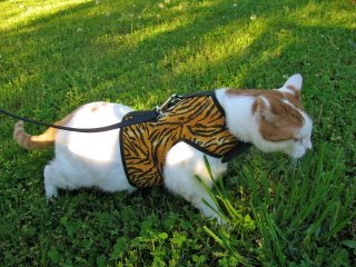 Kitty Holster Cat Harness (Made in USA) - Image 15