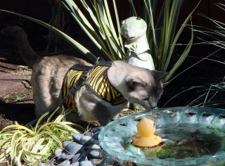 Kitty Holster Cat Harness (Made in USA) - Image 16