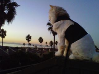Kitty Holster Cat Harness (Made in USA) - Image 17