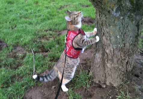 Kitty Holster Cat Harness (Made in USA) - Image 18