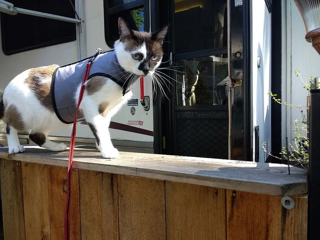 Kitty Holster Cat Harness (Made in USA) - Image 19