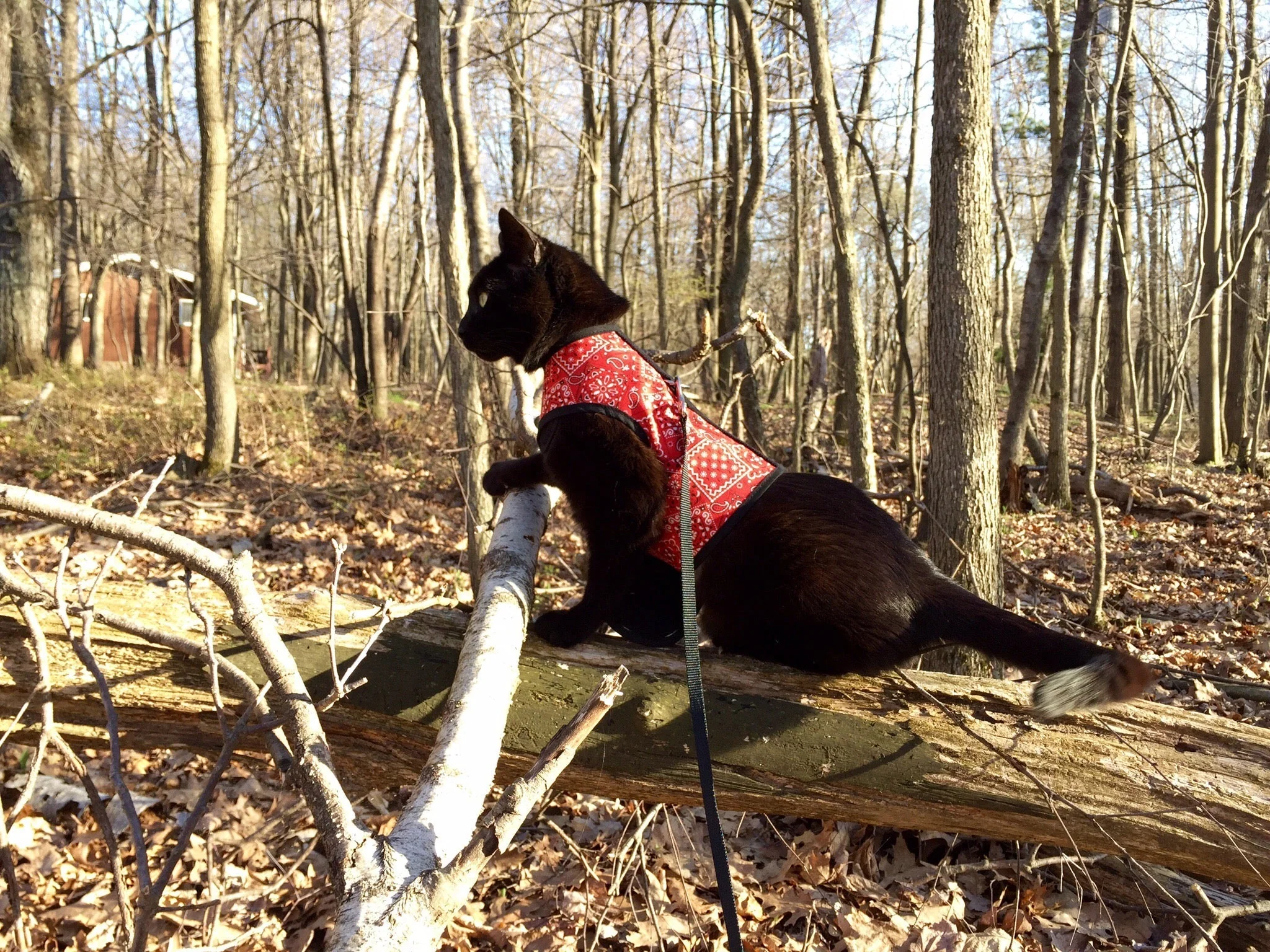 Kitty Holster Cat Harness (Made in USA) - Image 2
