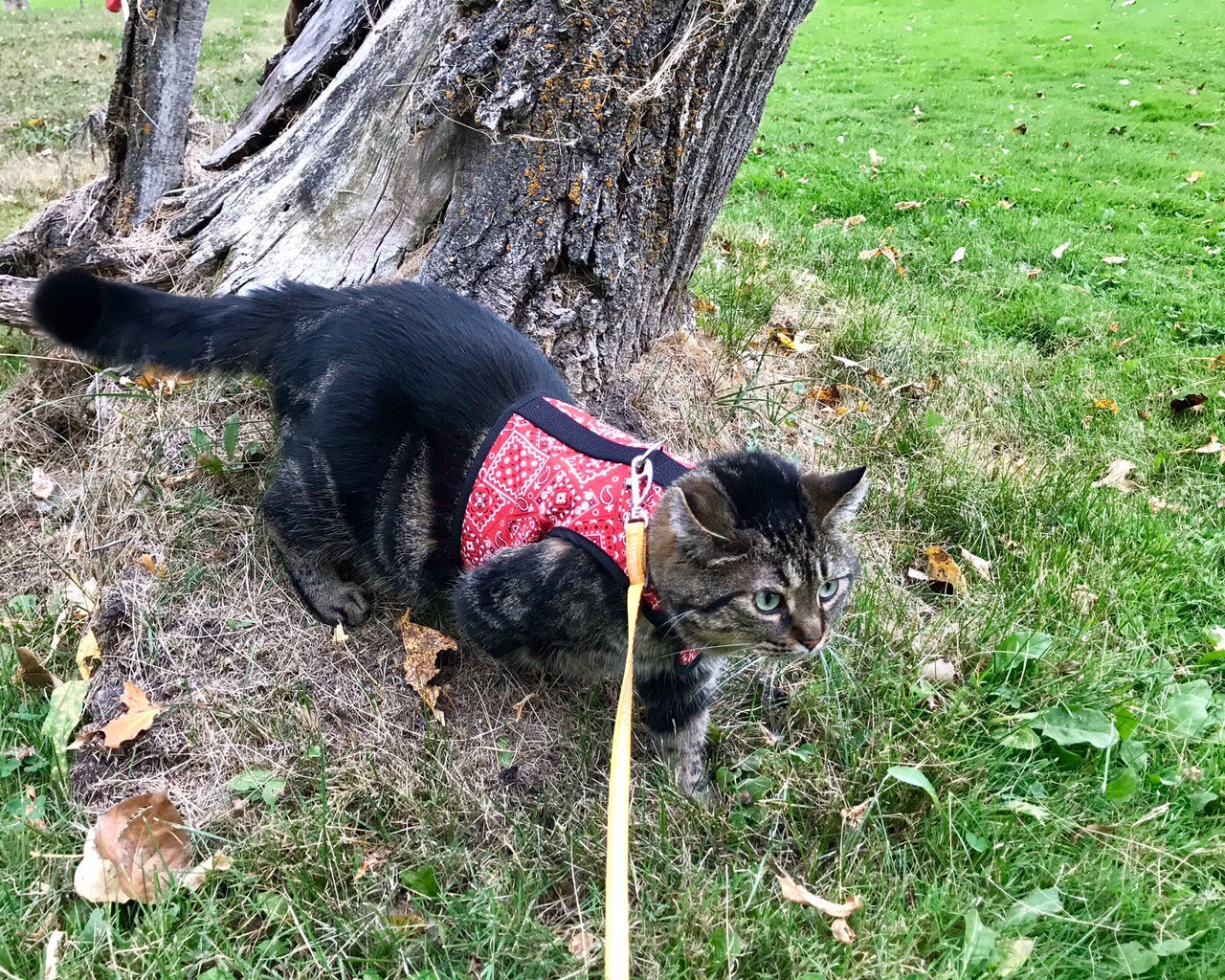 Kitty Holster Cat Harness (Made in USA) - Image 20
