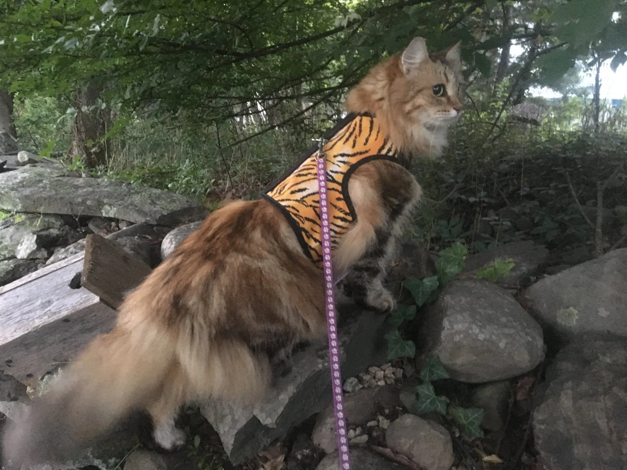 Kitty Holster Cat Harness (Made in USA) - Image 21