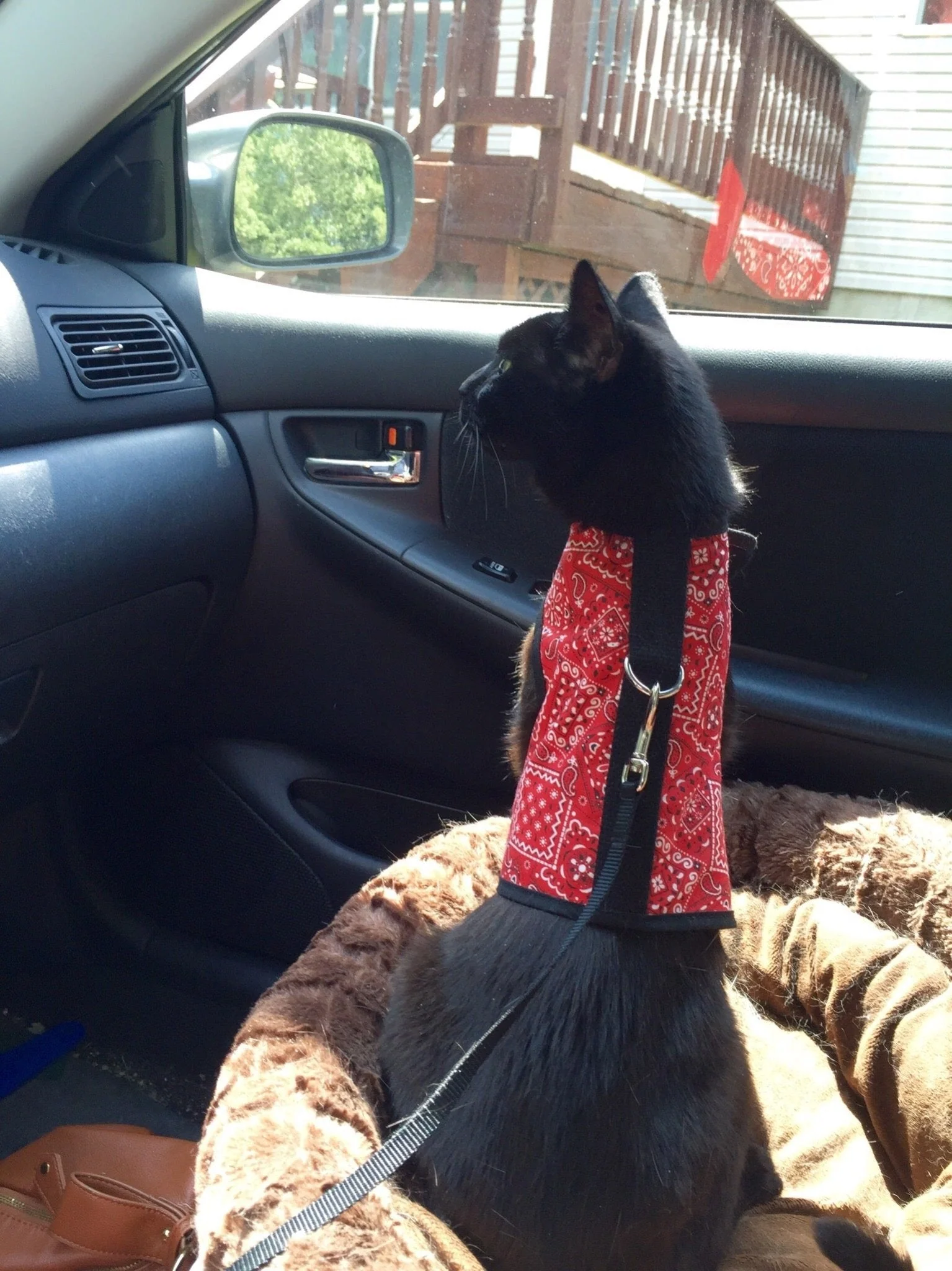 Kitty Holster Cat Harness (Made in USA) - Image 24