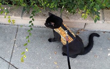 Kitty Holster Cat Harness (Made in USA) - Image 25