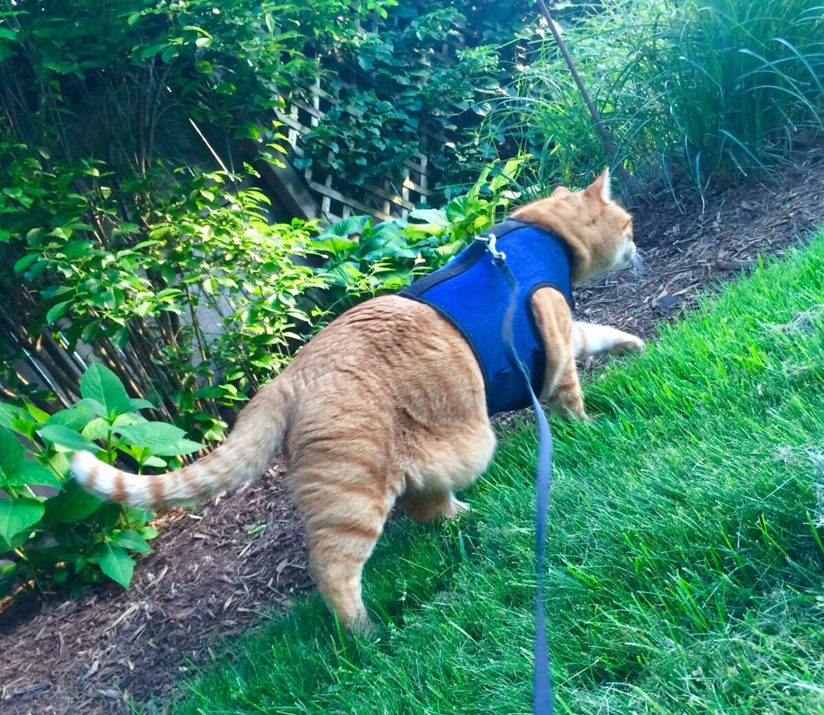 Kitty Holster Cat Harness (Made in USA) - Image 26