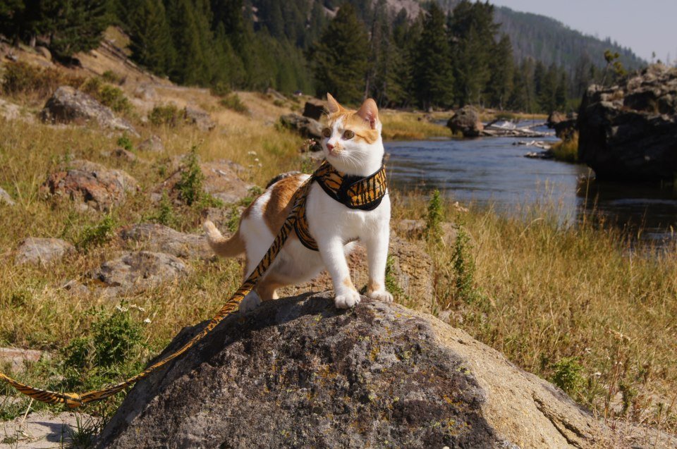 Kitty Holster Cat Harness (Made in USA) - Image 27