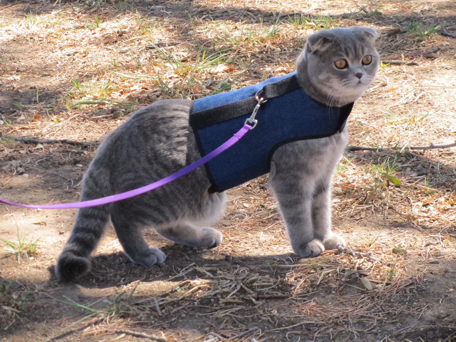 Kitty Holster Cat Harness (Made in USA) - Image 29