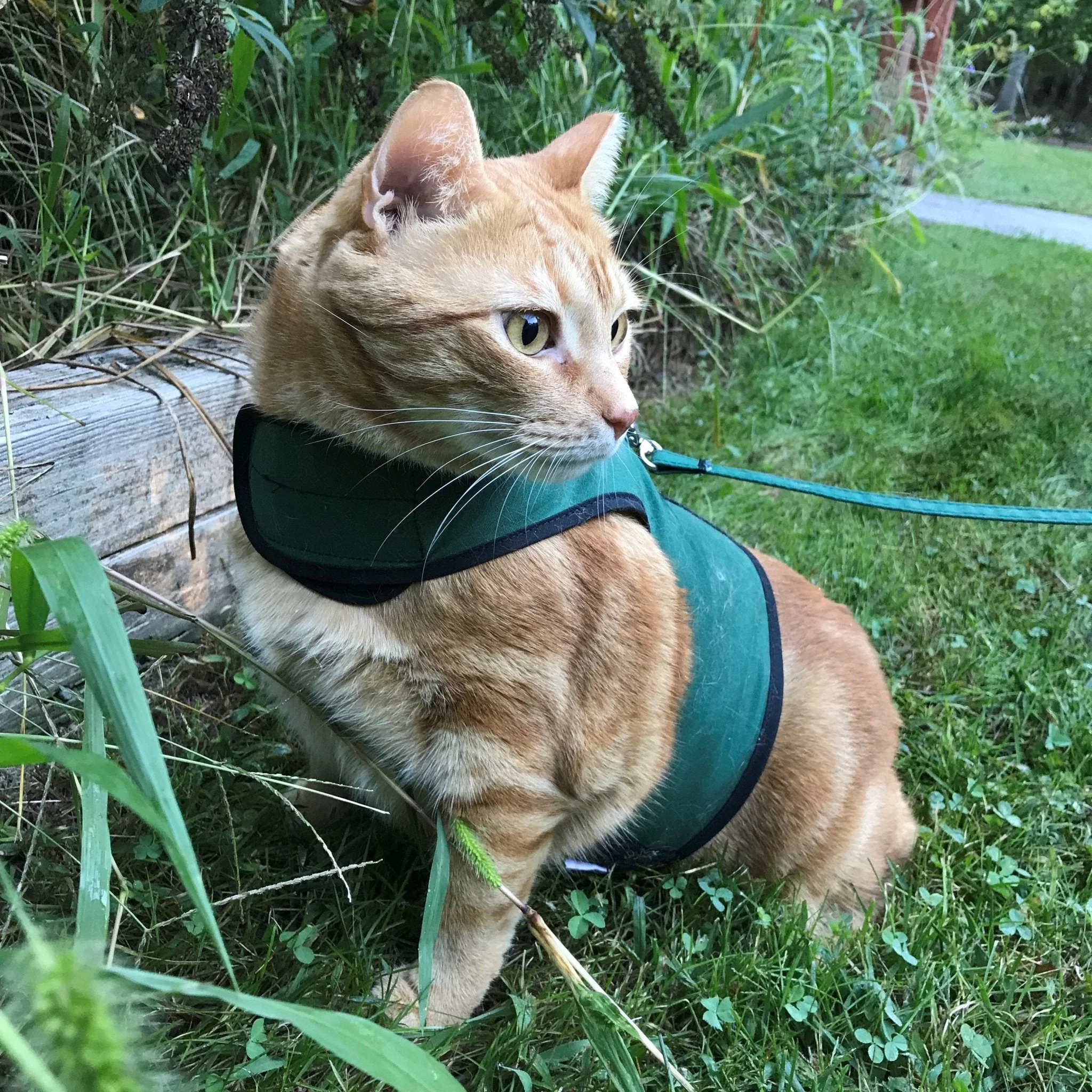 Kitty Holster Cat Harness (Made in USA) - Image 3