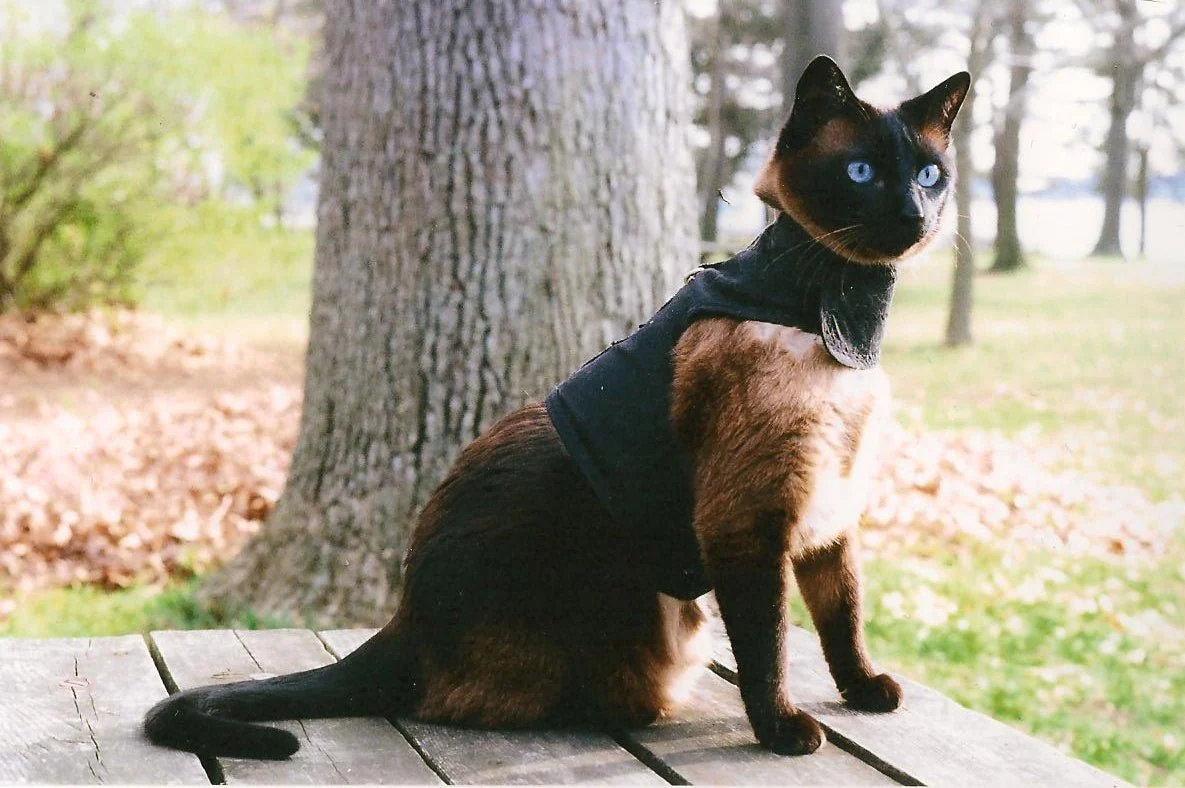 Kitty Holster Cat Harness (Made in USA) - Image 30