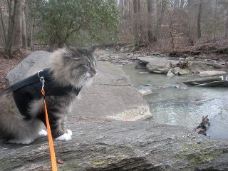 Kitty Holster Cat Harness (Made in USA) - Image 31