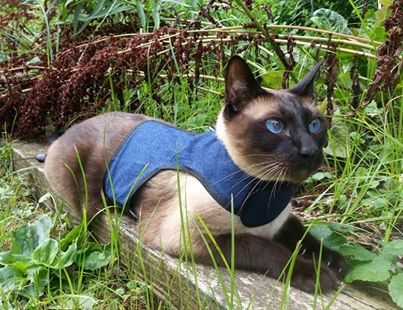 Kitty Holster Cat Harness (Made in USA) - Image 32