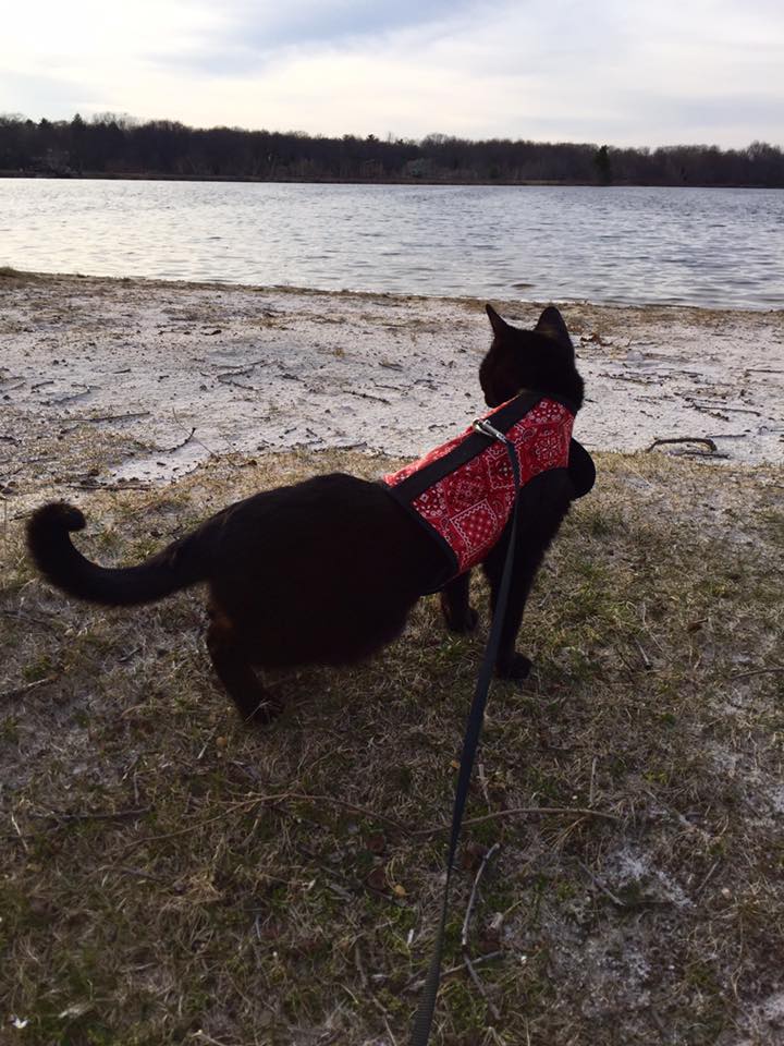 Kitty Holster Cat Harness (Made in USA) - Image 33