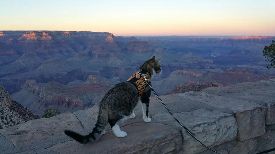 Kitty Holster Cat Harness (Made in USA) - Image 35