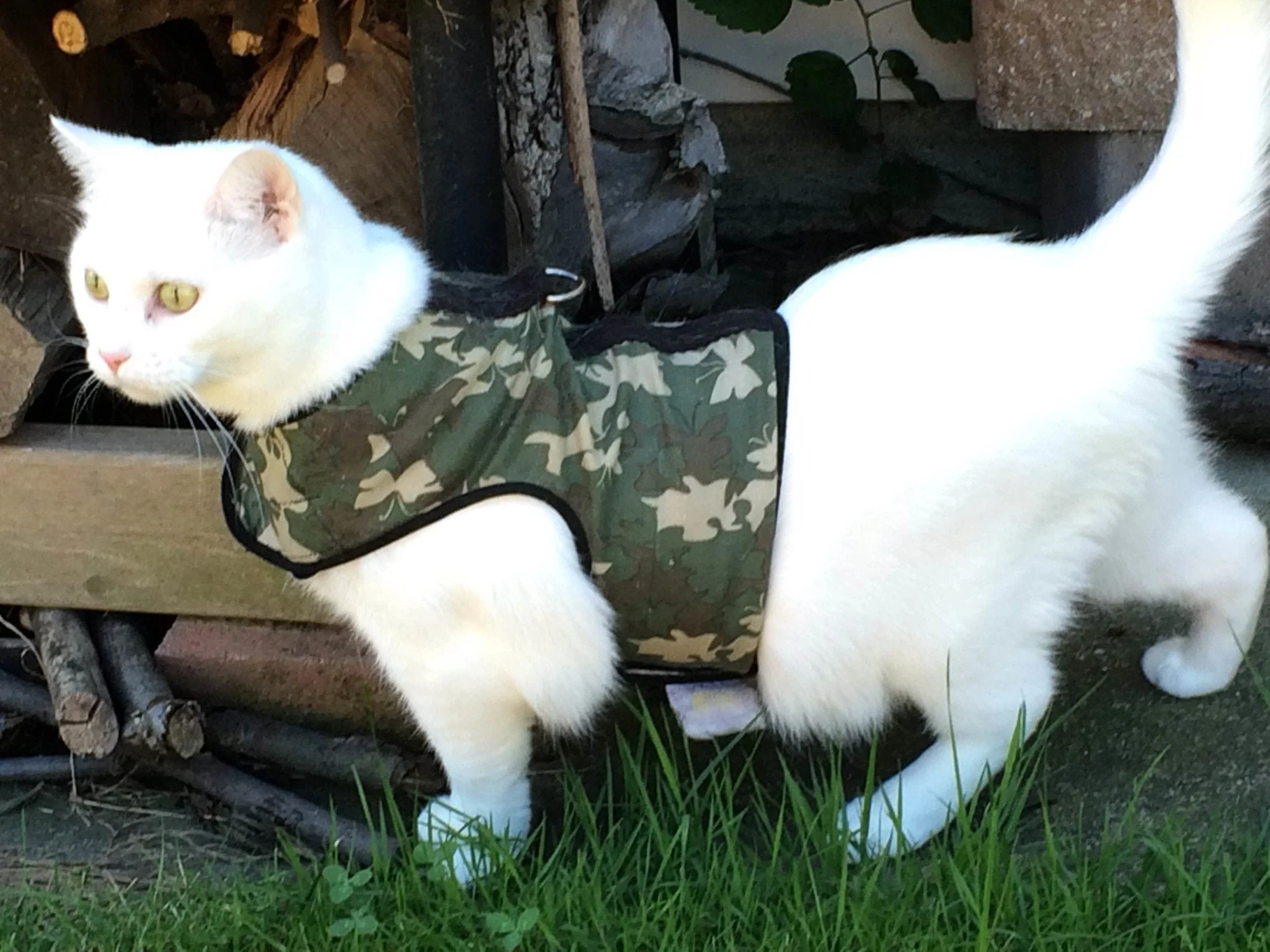 Kitty Holster Cat Harness (Made in USA) - Image 4