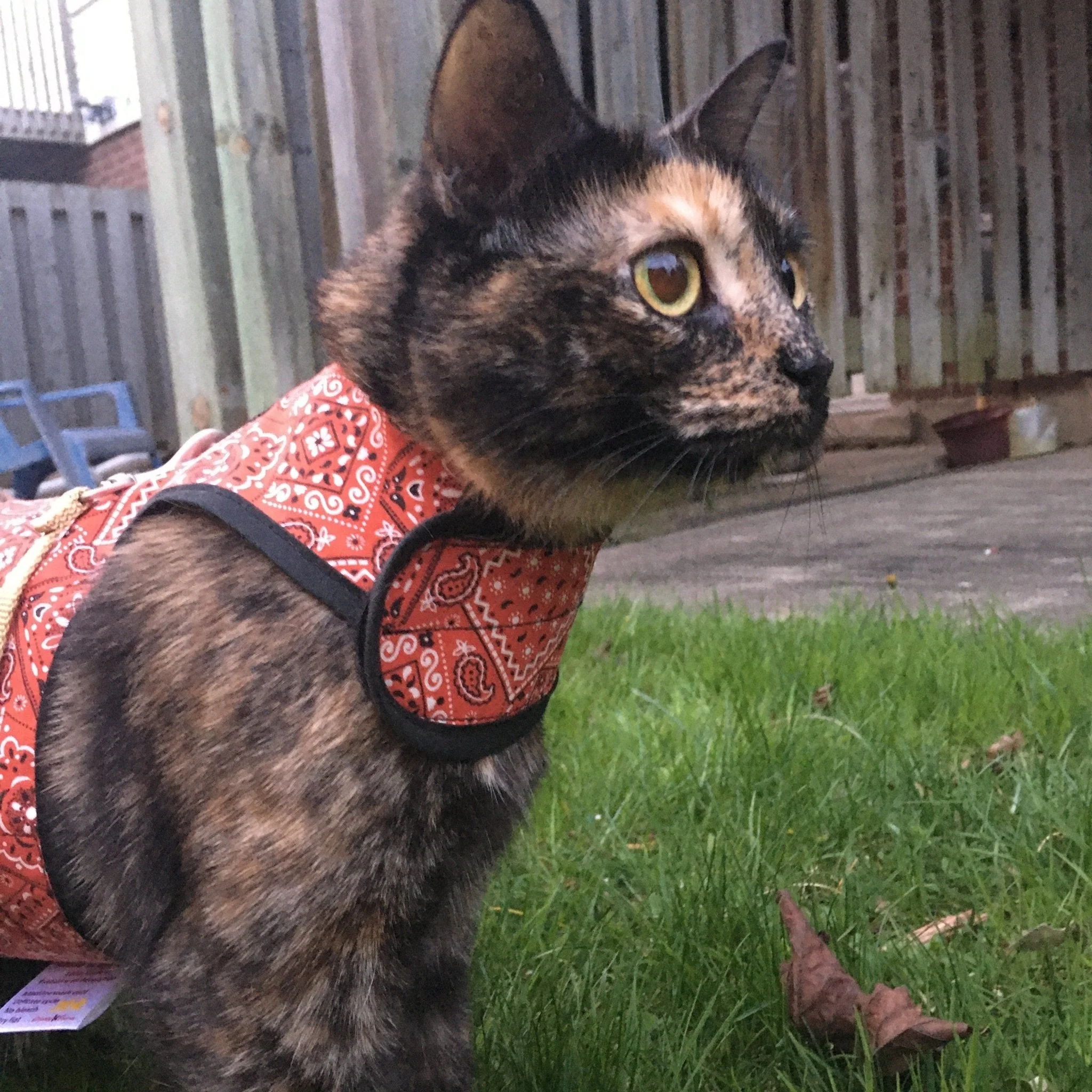 Kitty Holster Cat Harness (Made in USA) - Image 5