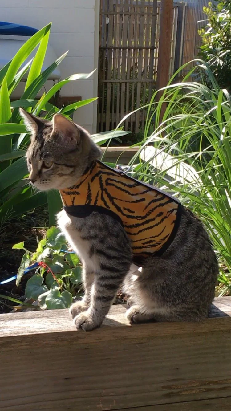 Kitty Holster Cat Harness (Made in USA) - Image 6