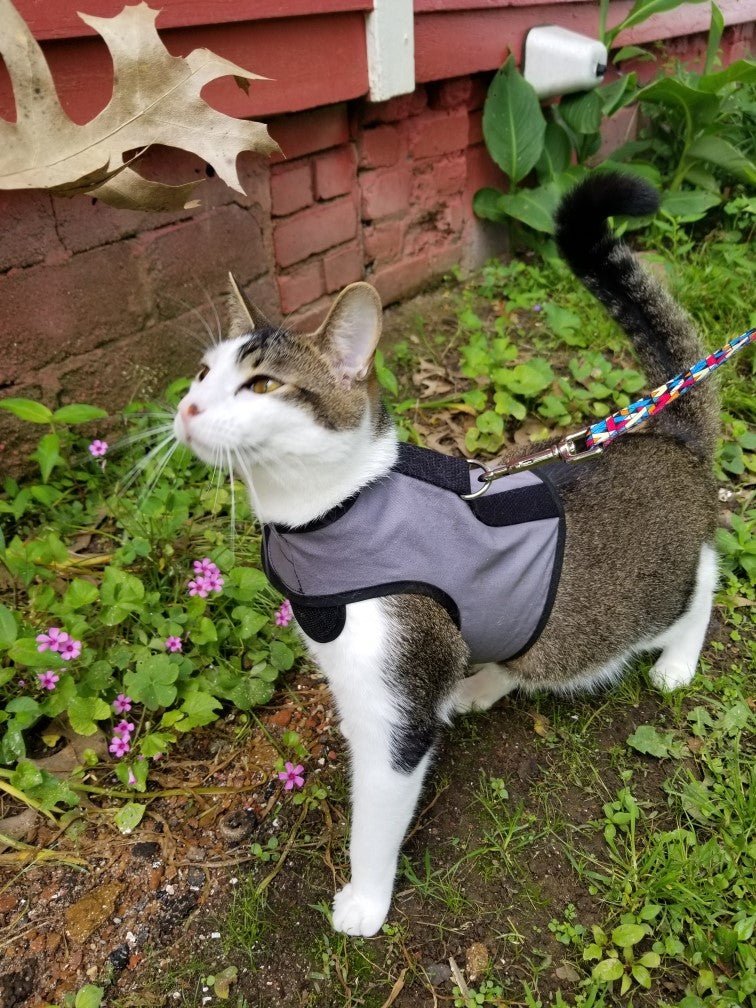 Kitty Holster Cat Harness (Made in USA) - Image 7