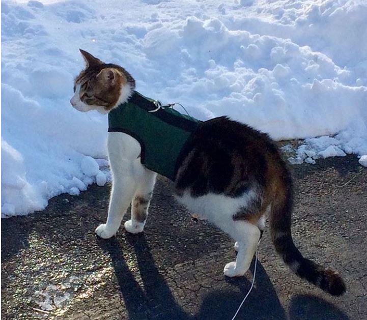 Kitty Holster Cat Harness (Made in USA) - Image 8
