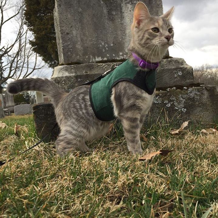 Kitty Holster Cat Harness (Made in USA) - Image 9
