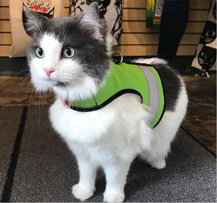 Kitty Holster Cat Harness (Made in USA Reflective Safety Harness) - Image 10