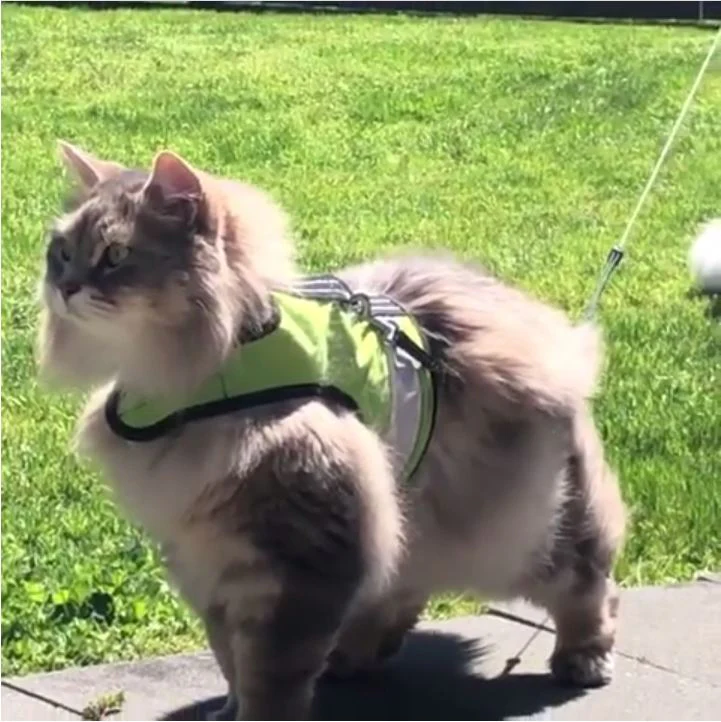 Kitty Holster Cat Harness (Made in USA Reflective Safety Harness) - Image 11