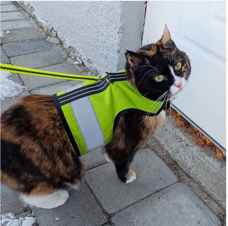 Kitty Holster Cat Harness (Made in USA Reflective Safety Harness) - Image 12