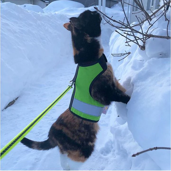 Kitty Holster Cat Harness (Made in USA Reflective Safety Harness) - Image 13