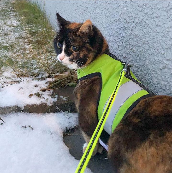 Kitty Holster Cat Harness (Made in USA Reflective Safety Harness) - Image 14