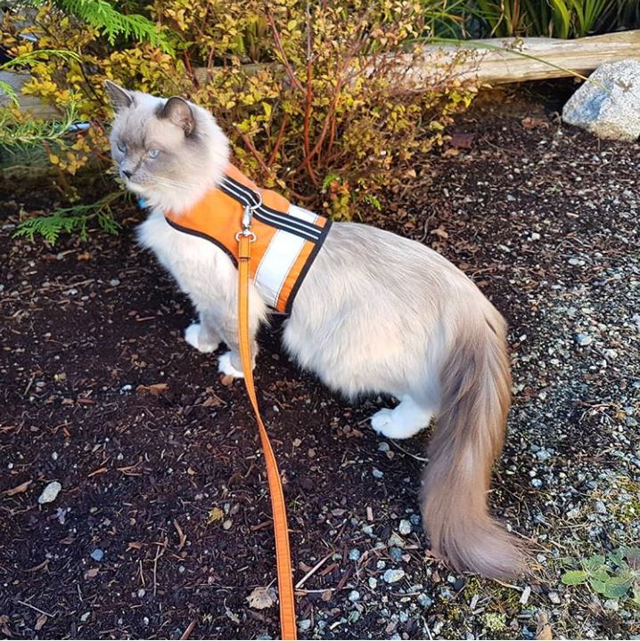 Kitty Holster Cat Harness (Made in USA Reflective Safety Harness) - Image 15