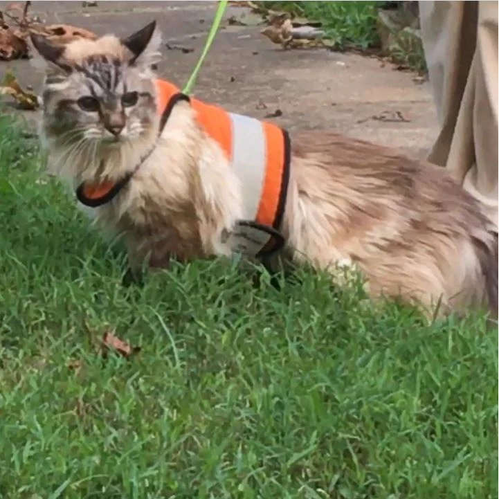 Kitty Holster Cat Harness (Made in USA Reflective Safety Harness) - Image 16