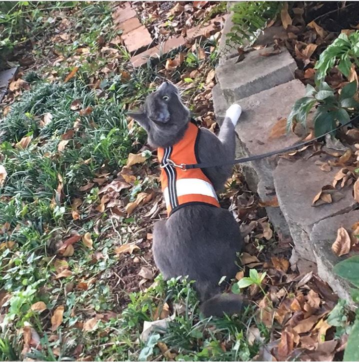Kitty Holster Cat Harness (Made in USA Reflective Safety Harness) - Image 17
