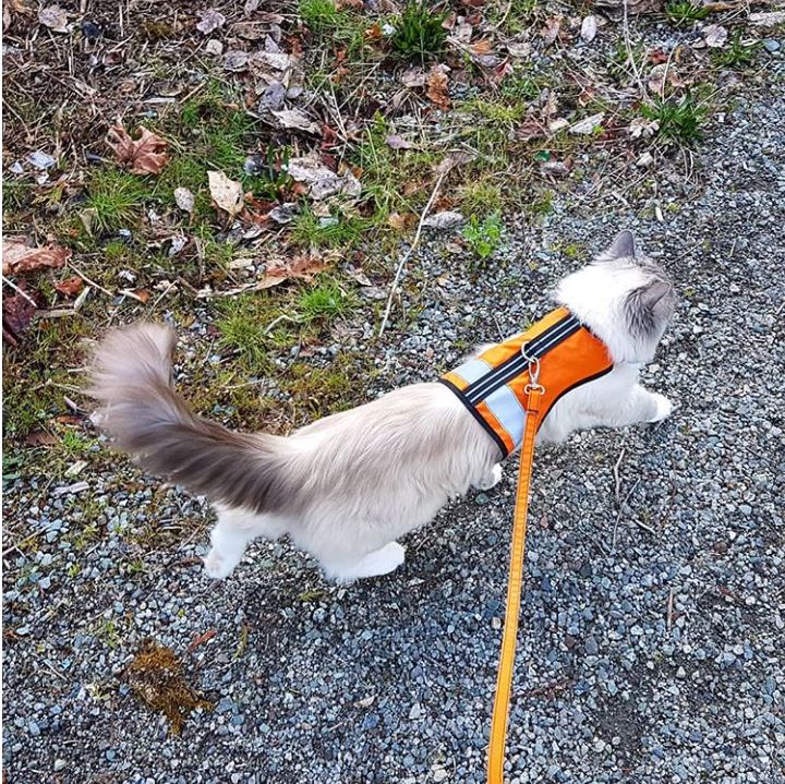 Kitty Holster Cat Harness (Made in USA Reflective Safety Harness) - Image 18