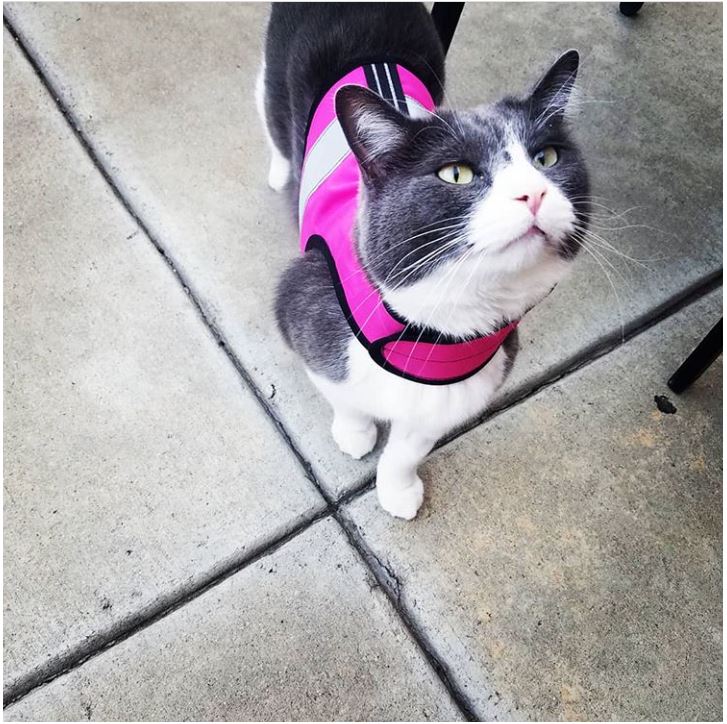 Kitty Holster Cat Harness (Made in USA Reflective Safety Harness) - Image 19
