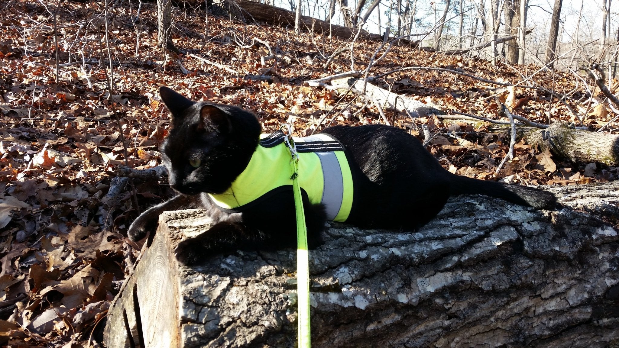 Kitty Holster Cat Harness (Made in USA Reflective Safety Harness) - Image 2