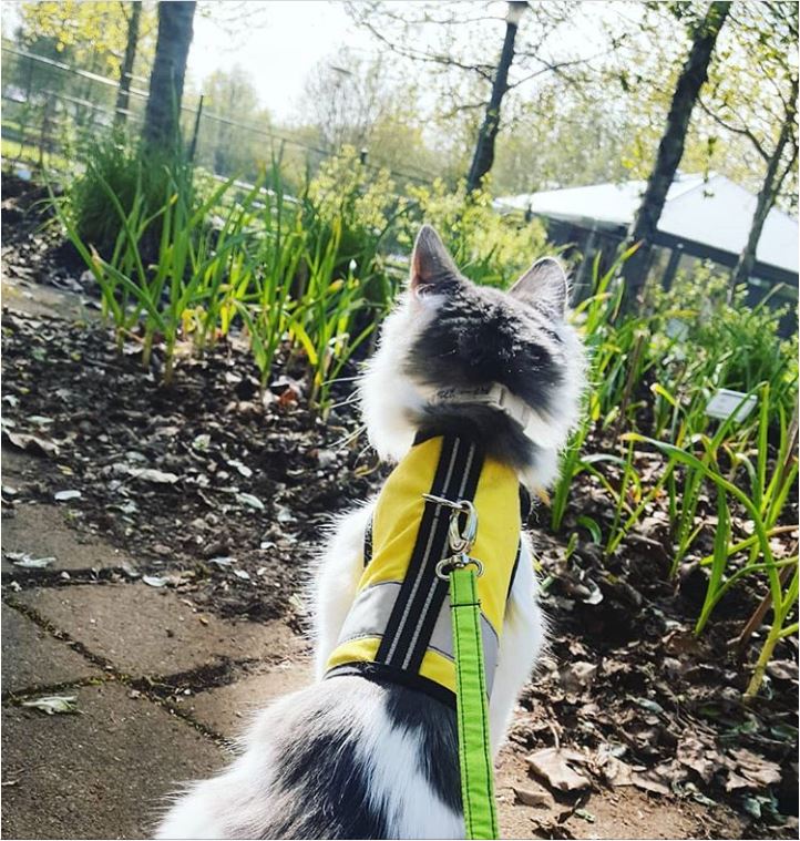 Kitty Holster Cat Harness (Made in USA Reflective Safety Harness) - Image 20