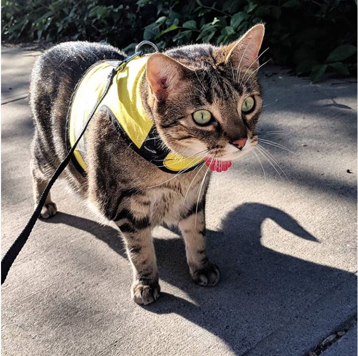 Kitty Holster Cat Harness (Made in USA Reflective Safety Harness) - Image 21