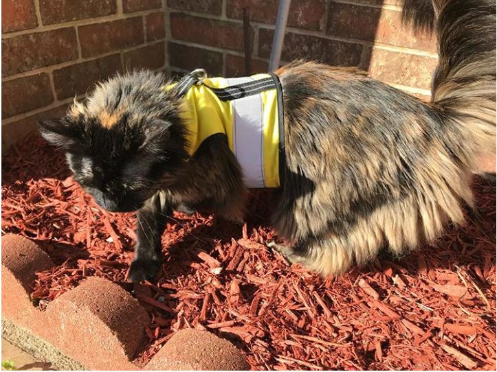 Kitty Holster Cat Harness (Made in USA Reflective Safety Harness) - Image 22
