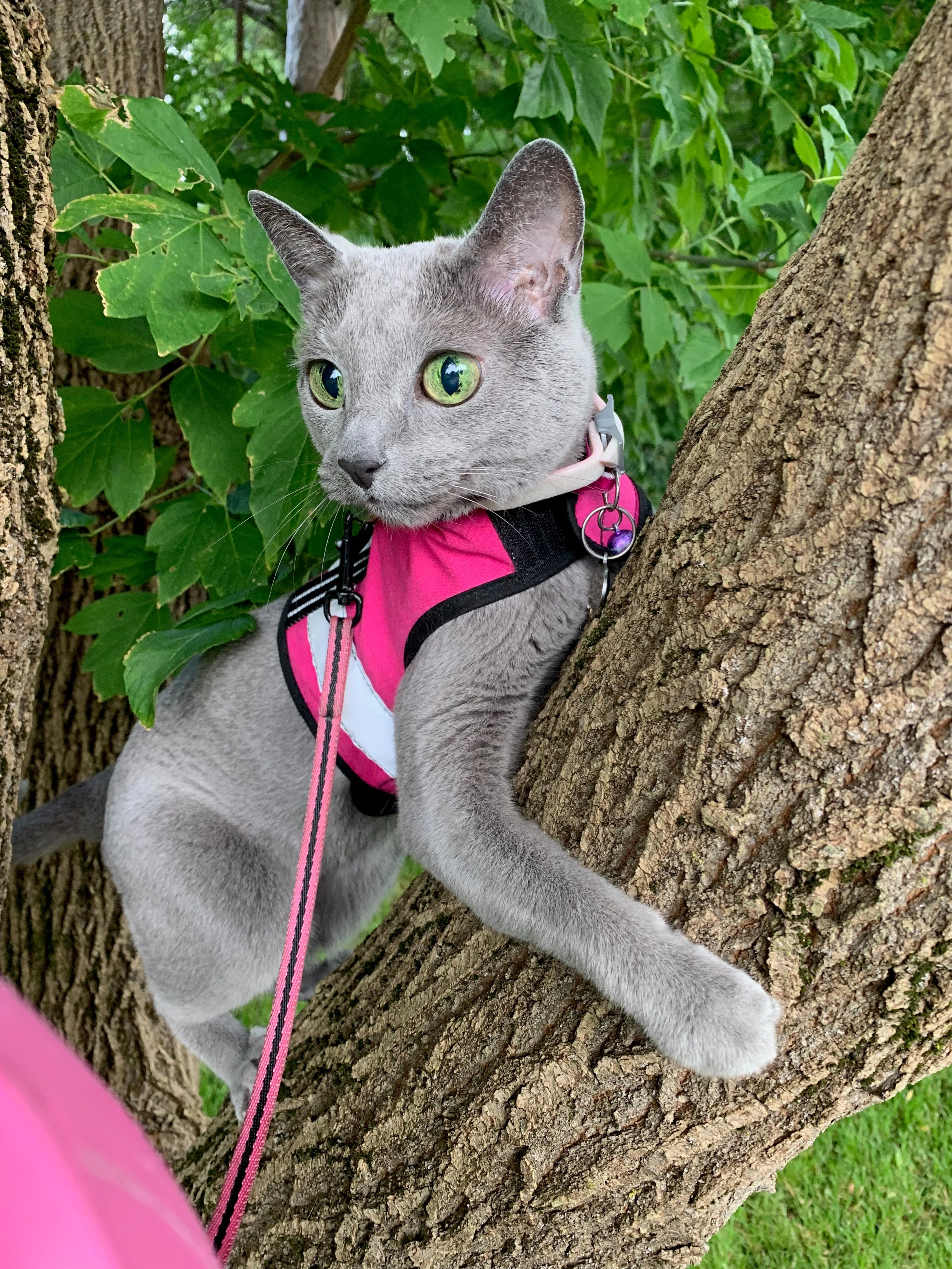 Kitty Holster Cat Harness (Made in USA Reflective Safety Harness) - Image 26