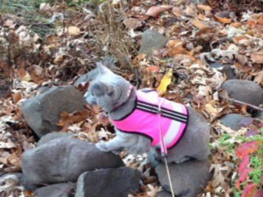 Kitty Holster Cat Harness (Made in USA Reflective Safety Harness) - Image 5