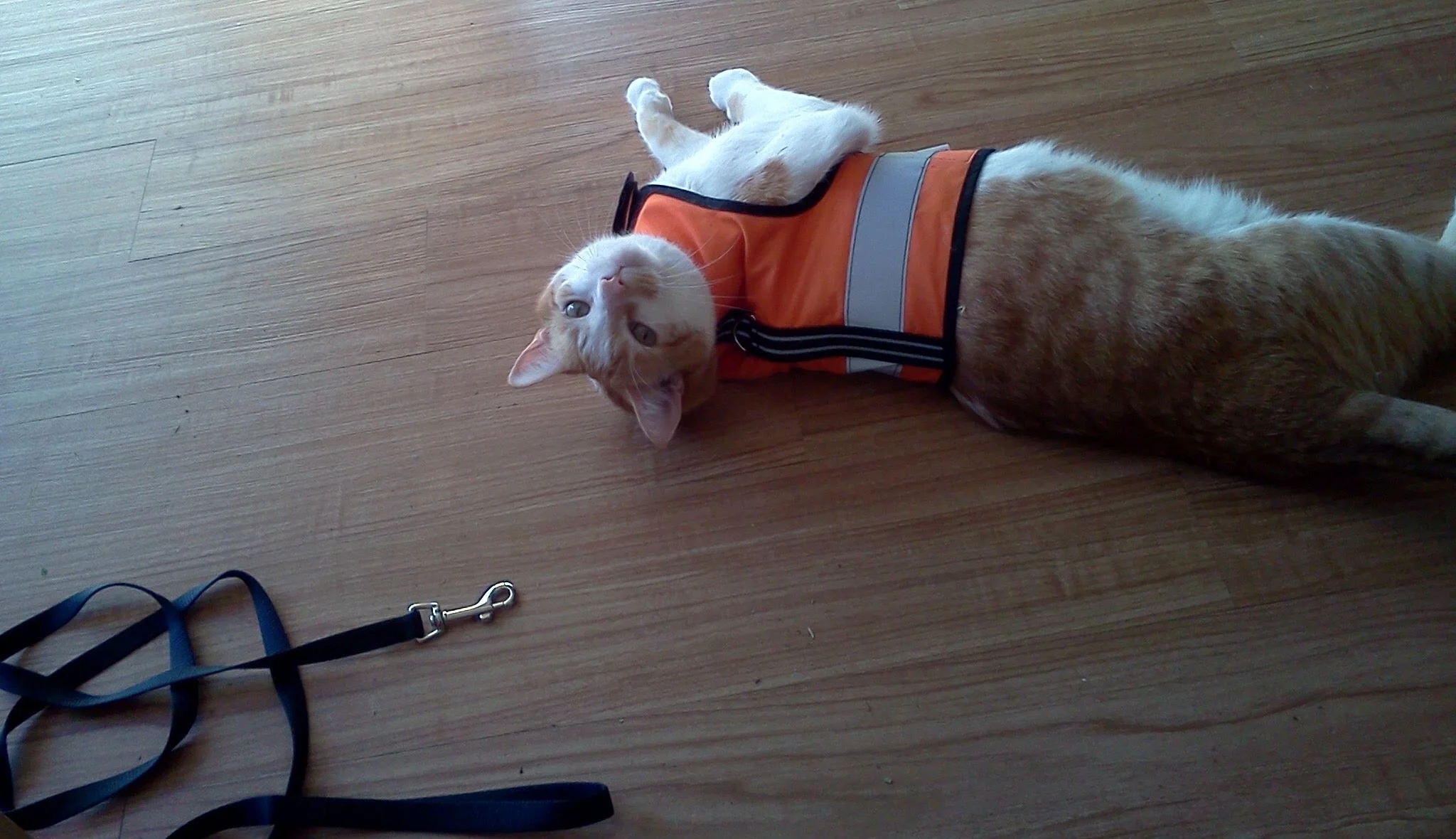 Kitty Holster Cat Harness (Made in USA Reflective Safety Harness) - Image 7