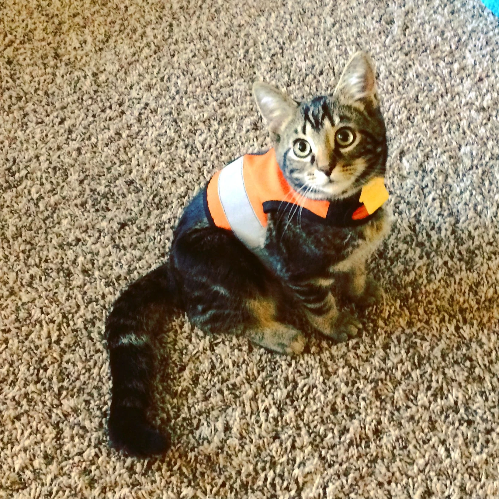 Kitty Holster Cat Harness (Made in USA Reflective Safety Harness) - Image 8