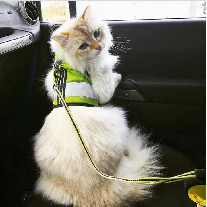 Kitty Holster Cat Harness (Made in USA Reflective Safety Harness) - Image 9