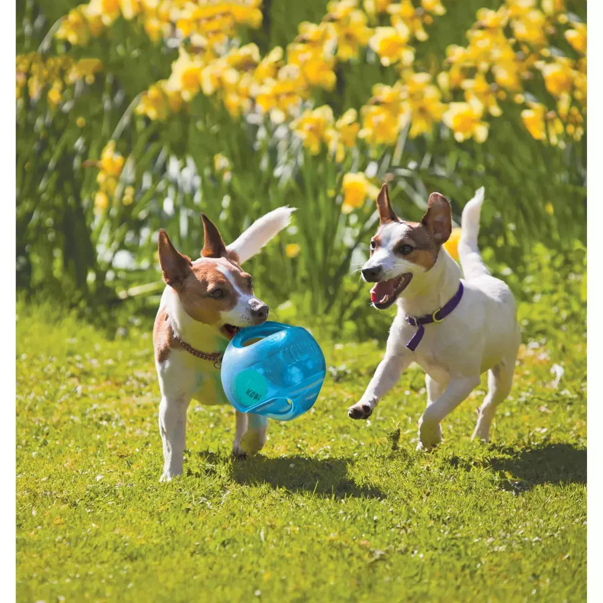 KONG 2-In-1 Jumbler Interactive Dog Toy - Blue - M/L - Image 3