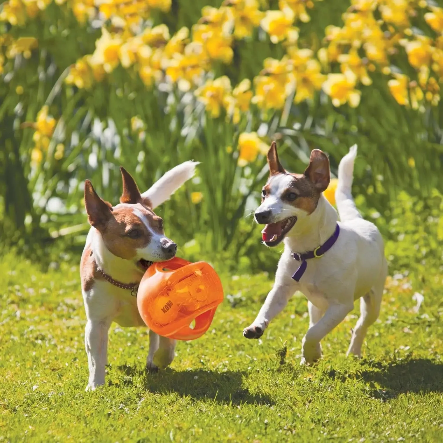 Kong Jumbler Ball Extra Large Interactive Dog Toy Pack of 2 Random Color - Image 2