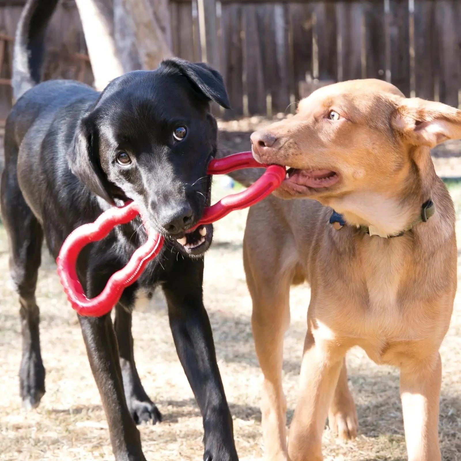 KONG - Tug - Durable Stretchy Rubber, Tug of War Dog Toy - for Medium Dogs - Image 2
