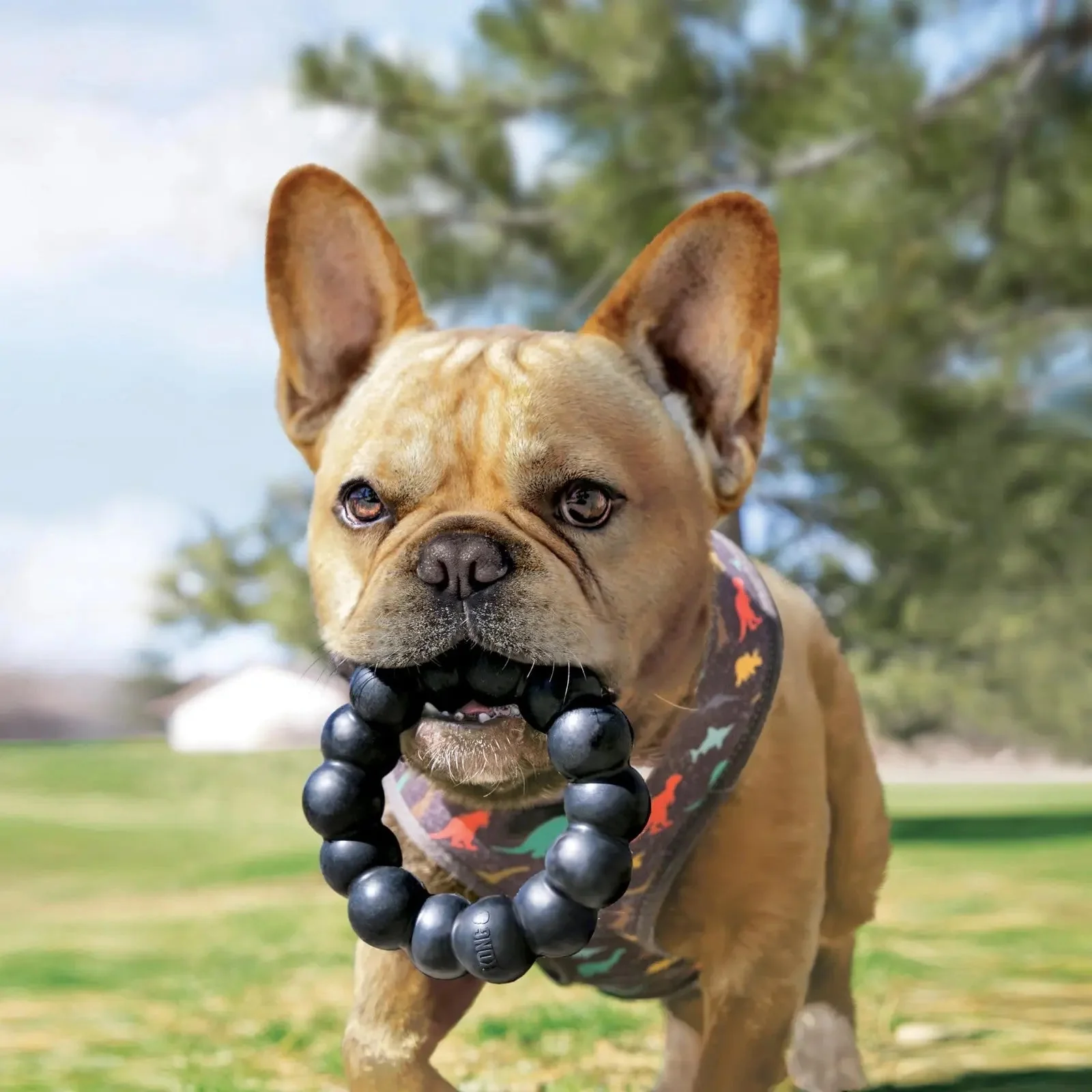 KONG X Large Durable Rubber Dog Ring Chew Toy for Healthy Teeth and Playtime - Image 3